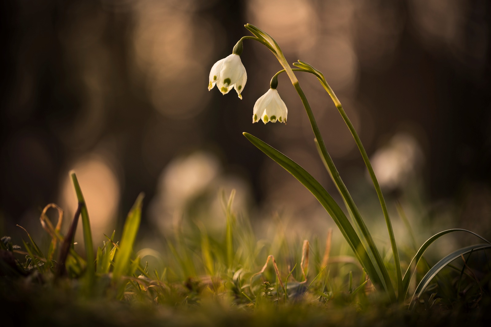 2. Platz Anton Kienle